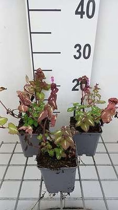 6x Dovenetel - Lamium mac. 'Chequers' | 9x9 cm pot