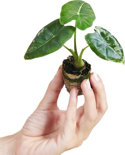 PLNTS - Baby Alocasia Frydek Variegata (Olifantsoor) - Kamerplant - Stekplantje 2 cm - Hoogte 12 cm