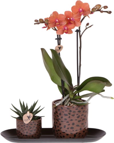 Kolibri Orchids | Giftset Leopard | Bolzano orchidee oranje Ø9cm + groene plant Ø6cm – incl. leopard sierpotten & zwart dienblad – vers van de kweker