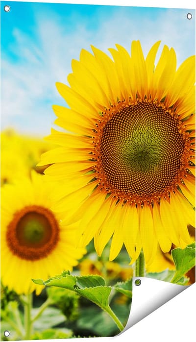 Gards Tuinposter Zonnebloemen Veld - 60x90 cm - Tuindoek - Tuindecoratie - Wanddecoratie buiten - Tuinschilderij