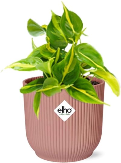 Plantenboetiek.nl | Philodendron Scandens ‘Brasil’ in ELHO Vibes Fold roze - Ø14cm - 10-20cm hoog - Kamerplant - Groenblijvend