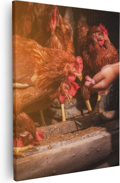 Artaza Canvas Schilderij Kip Voeren - 40x50 cm - Muurdecoratie Landschap - Wanddecoratie Boerderijdieren - Kamer Accessoires Natuur