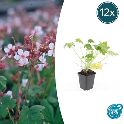 Trendyplants - Geranium macrorrhizum 'Spessart' - 12 stuks - Ooievaarsbek - Winterhard - Hoogte 10-30 cm - Potmaat Ø9cm