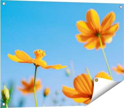 Gards Tuinposter Oranje Cosmea Bloemen - 80x60 cm - Tuindoek - Tuindecoratie - Wanddecoratie buiten - Tuinschilderij