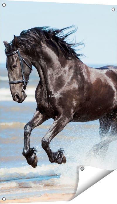 Gards Tuinposter Zwart Paard in het Water - 60x90 cm - Tuindoek - Tuindecoratie - Wanddecoratie buiten - Tuinschilderij