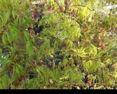 Acer palm. 'Dissectum' - Japanse Esdoorn 40- 50 cm in pot