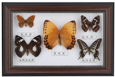 Dailygoods- Knutselframe Echt Ingelijst - Vlinderexemplaren - Decoratie - Cadeau - Taxidermie - Educatief Speelgoed - Vlinderdisplay
