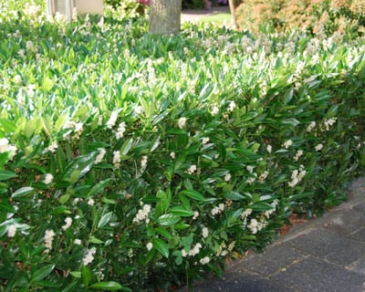 Plants Online - Haagplanten - Heesters - Laurier 'Otto Luyken' - Pot 40-50 cm - set van 10 - Bloeiende plant - Compacte groei - Geschikt als lage haag - Langzame groeier - Wintergroen