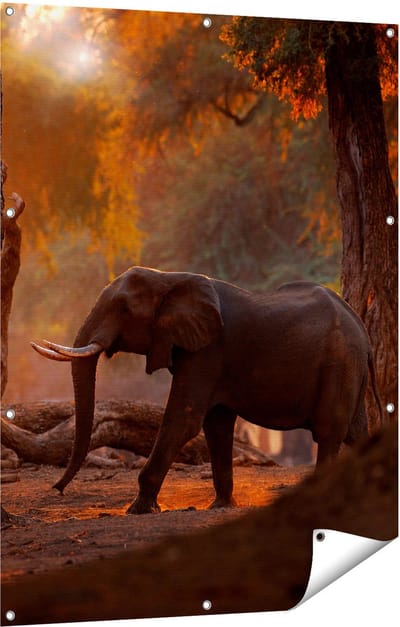 Gards Tuinposter Olifant in het Bos - 90x120 cm - Tuindoek - Tuindecoratie - Wanddecoratie buiten - Tuinschilderij
