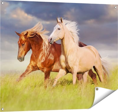 Gards Tuinposter Bruin en Wit Paard in de Wei - 100x80 cm - Tuindoek - Tuindecoratie - Wanddecoratie buiten - Tuinschilderij