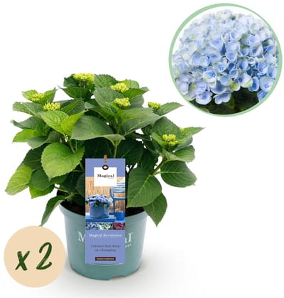 Green boutiQ - Terrasplant - Hortensia - Hydrangea Magical Revolution Blue - Blauw - 6-10 Bloemen - 2 Planten - Pot 23cm Hoogte 55cm