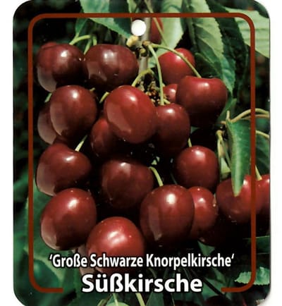 Oosterik home - Prunus Avium Grosse Schwarze Knorpelkirsche