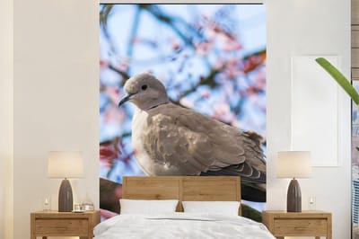 Behang - Fotobehang Vogel - Bloemen - Duif - Bloesem takken - Roze - Breedte 155 cm x hoogte 240 cm