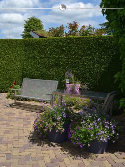Westerse Levensboom Thuja Brabant 140-160 cm in Pot, 12x Haagplant