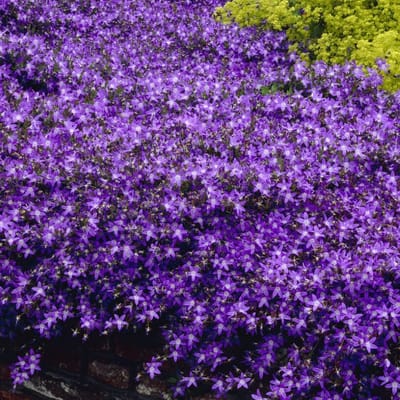 6 x Klokjesbloem Blauw/Paars 'Blauranke' - Wintergroene Bodembedekker - Campanula poscharskyana 'Blauranke' in 9x9 pot met hoogte 0-10cm