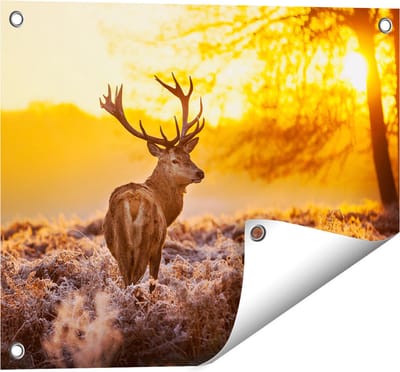 Gards Tuinposter Hert in Bos tijdens de Zonsopkomst - 50x40 cm - Tuindoek - Tuindecoratie - Wanddecoratie buiten - Tuinschilderij