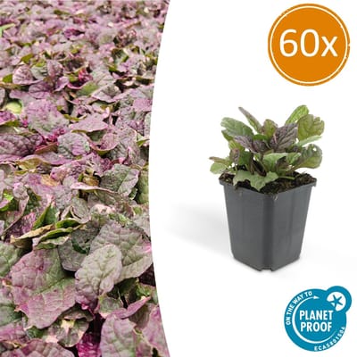 Tuinplantenshop.com | Ajuga reptans 'Burgundy Glow' | 60 stuks - Ø9cm - 10-25cm hoog - Tuinplant