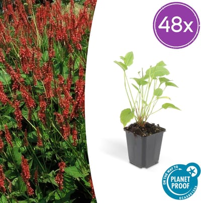 Tuinplantenshop.com | Persicaria amplexicaulis | 48 stuks - Ø9cm - 10-25cm hoog - Tuinplant