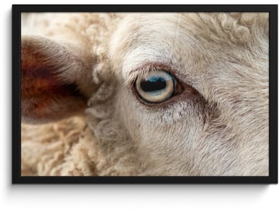 Poster in lijst - Fotolijst 60x40 cm - Posters - Schaap - Oog - Wit - Posterlijst zwart - Decoratie - Wanddecoratie woonkamer - Muurdecoratie slaapkamer