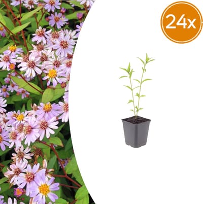 Tuinplantenshop.com | Kalimeris incisa 'Blue Star' | 24 stuks - Ø9cm - 10-25cm hoog - Tuinplant
