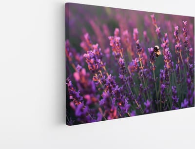 Saammp Canvas Schilderij - Lavendel met bij - Natuur - Landschap - 30x20 - Foto op canvas - Wanddecoratie - Muurdecoratie Woonkamer - Slaapkamer decoratie - Canvas Print