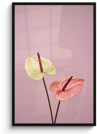 Poster in lijst - Fotolijst 80x120 cm - Posters - Bloemen - Anthuriums - Geel - Roze - Posterlijst zwart - Decoratie - Wanddecoratie woonkamer - Muurdecoratie slaapkamer