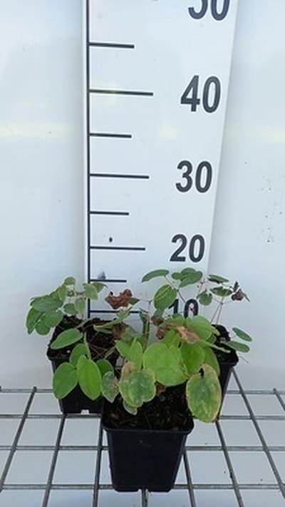 6x Elfenbloem - Epimedium pubigerum | 9x9 cm pot