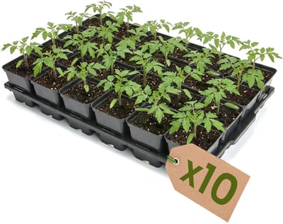 Garronda Set van 10 kweektrays met 24 x 0,5 L vierkante potten GD-KW-T