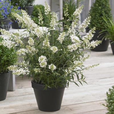 12 x Laagblijvende Vlinderstruik Wit - Dwergvlinderstruik Winterharde Sierheester - Buddleja Free Petite 'Snow White'in C2(liter) pot met hoogte 10-30cm