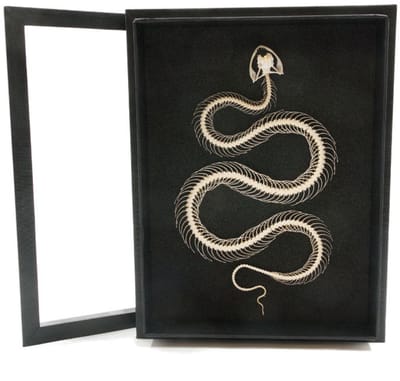 Slangenskelet in elegante box (23 x 30 cm) - Skelet slang in grote zwarte lijst