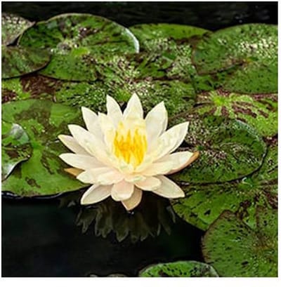 Moerings Nymphaea Texas Down | Waterlelie | In 3L Mand