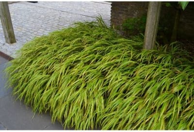 Hakonechloa macra Aureola - Set van 4 - Japans Berggras - Pot 2 Liter