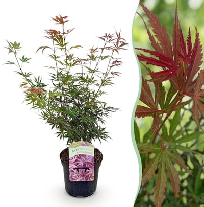 Green boutiQ - Terrasplant - Japanse Esdoorn - Acer palmatum Jerre Swarts - Donker Rood - 1 Plant - Bladverliezend - Pot 19cm Hoogte 70cm