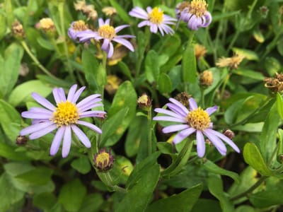 6 x Kalimeris incisa 'Nana blue' - Zomeraster - P9 Pot (9 X 9cm) - Dima Vaste Planten
