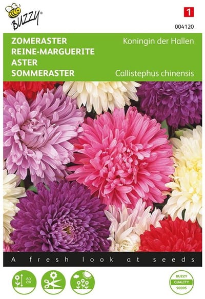Zomeraster Koningin Der Hallen Gemengd (Callistephus Chinensis) Zaden