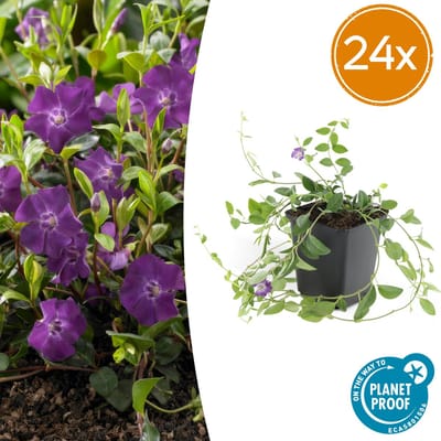 Tuinplantenshop.com | Vinca minor 'Atropurpurea', | 24 stuks - Ø9cm - 10-25cm hoog - Tuinplant