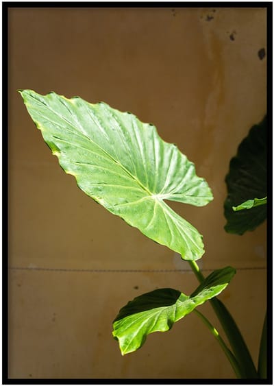 Poster Olifantsoor Kreta - 30x40cm met Fotolijst – Natuur Poster – Ingelijst