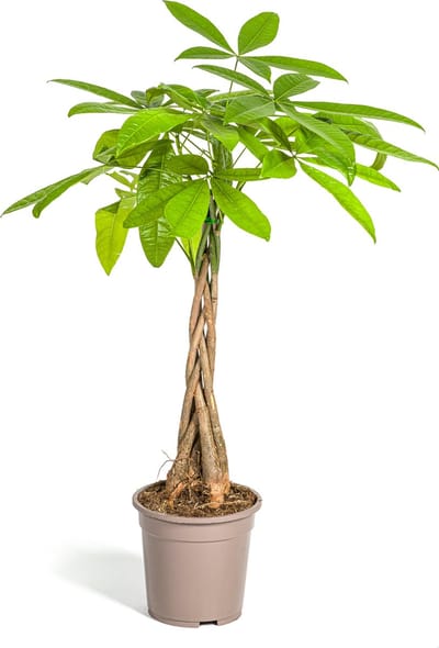 Plantenboetiek.nl | Pachira Aquatica - Ø21cm - 90-100cm hoog - Kamerplant - Groenblijvend