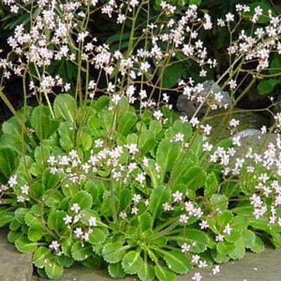 6 x Saxifraga Urbium - Schildersverdriet pot 9x9cm - Kalkminnende Bodembedekker