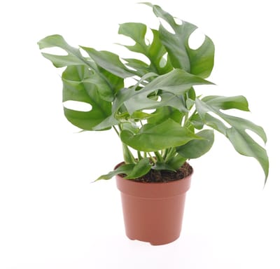 Rhaphidophora tetrasperma - Monstera Minima - Hoogte 30cm - Pot 12cm