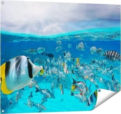 Gards Tuinposter Zwerm Gele Vissen in het Water - 100x80 cm - Tuindoek - Tuindecoratie - Wanddecoratie buiten - Tuinschilderij