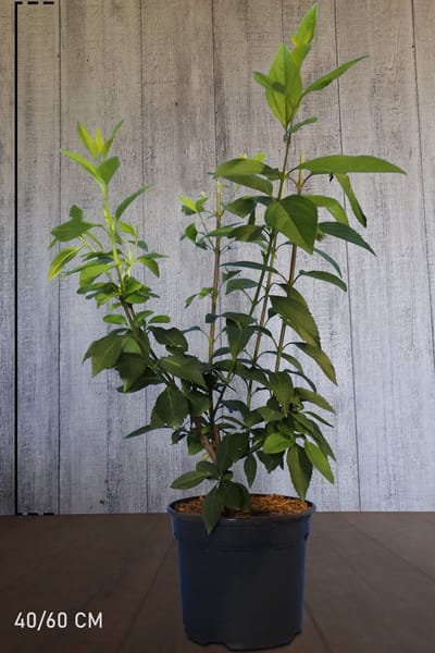 10 stuks | Chinees klokje Pot 40-60 cm Normale kwaliteit | Standplaats: Half-schaduw | Latijnse naam: Forsythia intermedia Spectabilis
