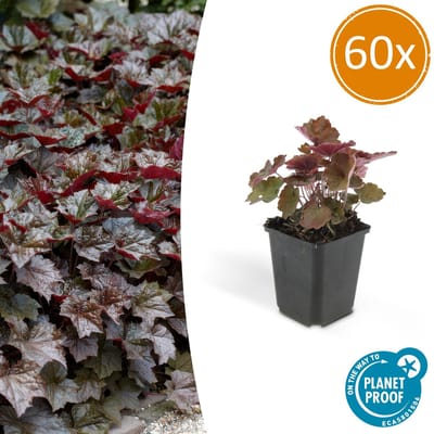 Tuinplantenshop.com | Heuchera mic. 'Palace Purple' | 60 stuks - Ø9cm - 10-25cm hoog - Tuinplant