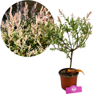 Salix integra 'Hakuro-nishiki', Japanse sierwilg, Hoogte 80cm, 2 liter pot