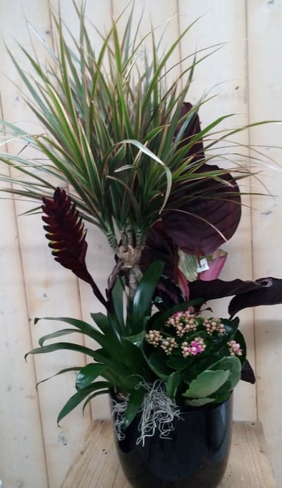 Warentuin natuurlijk - Calathea plantenbakje binnen