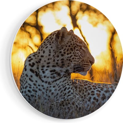 Artaza Forex Muurcirkel Luipaard Tijdens De Zonsondergang - 80x80 cm - Groot - Wandcirkel - Rond Schilderij - Wanddecoratie Cirkel