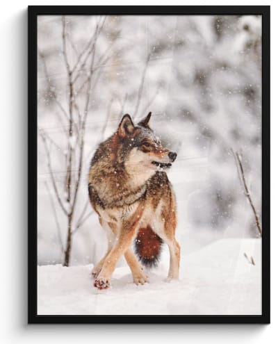 Poster in lijst - Fotolijst 50x70 cm - Posters - Wolf - Winter - Sneeuw - Natuur - Dieren - Posterlijst zwart - Decoratie - Wanddecoratie woonkamer - Muurdecoratie slaapkamer