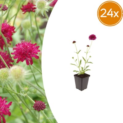 Tuinplantenshop.com | Knautia macedonica | 24 stuks - Ø9cm - 10-25cm hoog - Tuinplant