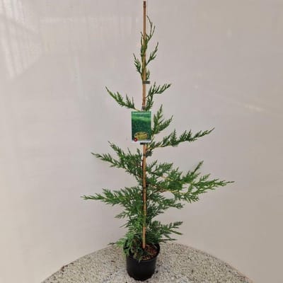 Cupressocyparis leylandii - Leylandcipres | 70-80 cm pot