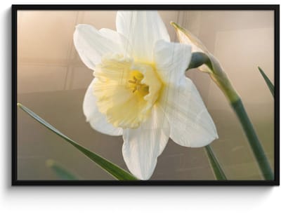 Poster in lijst - Fotolijst 120x80 cm - Posters - Narcis - Bloem - Minimalistisch - Posterlijst zwart - Decoratie - Wanddecoratie woonkamer - Muurdecoratie slaapkamer